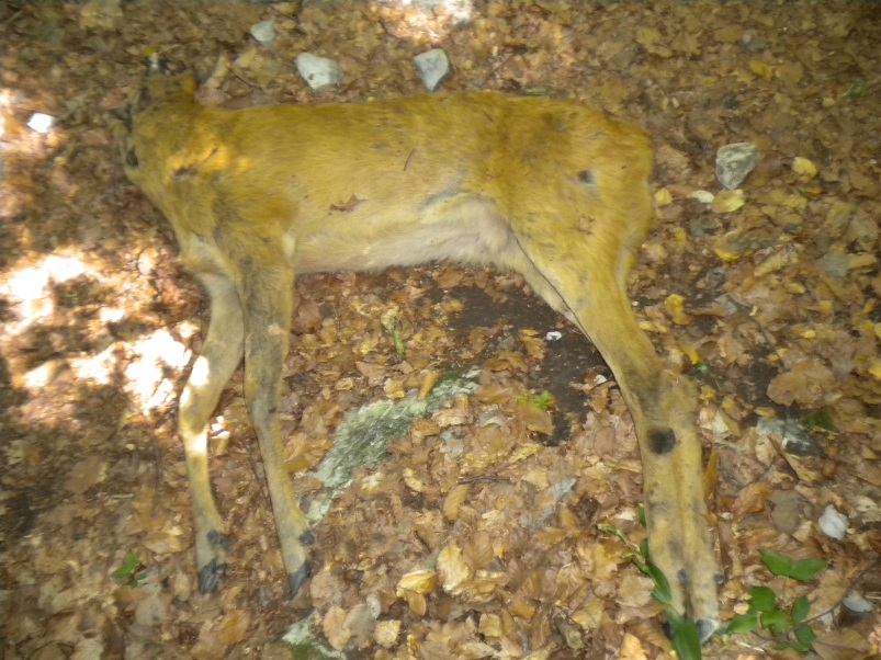 Nel parco dei Monti della Laga